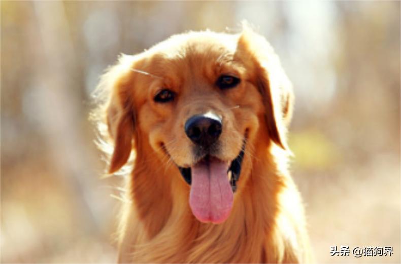 金毛犬怎么训练才听话视频教程,训练金毛幼犬的10个方法