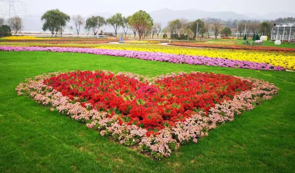 转发此推文,享绍兴平水海丰菊园半价票,更更更送自采菊花一束