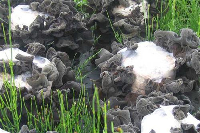 适合鲁北种植的黑木耳高产品种,黑木耳露地栽培技术工艺与管理