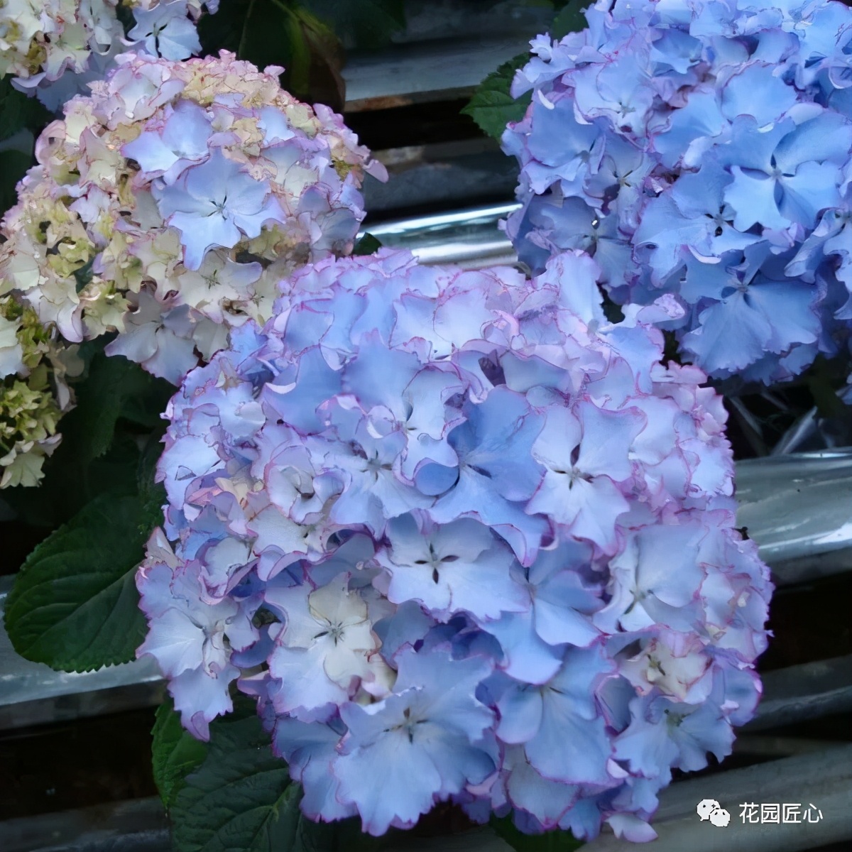 最漂亮的十种绣球,最省心的绣球