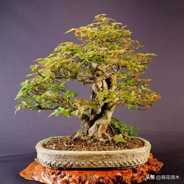 日本红枫和中国红枫有什么区别,日本红枫和中国红枫盆景的区别