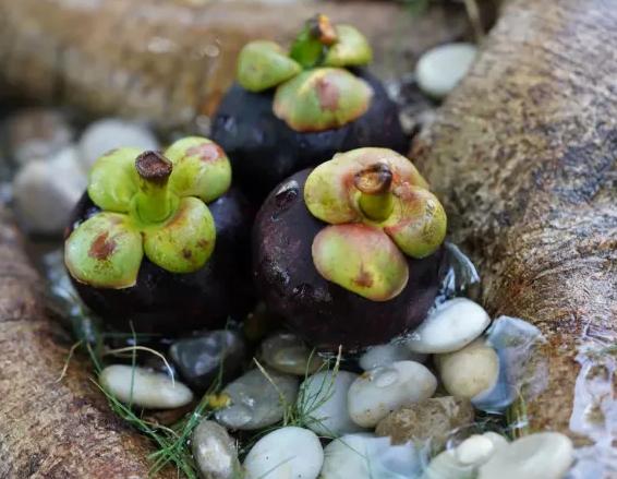 香甜山竹如何挑选,山竹怎么挑皮薄的又甜