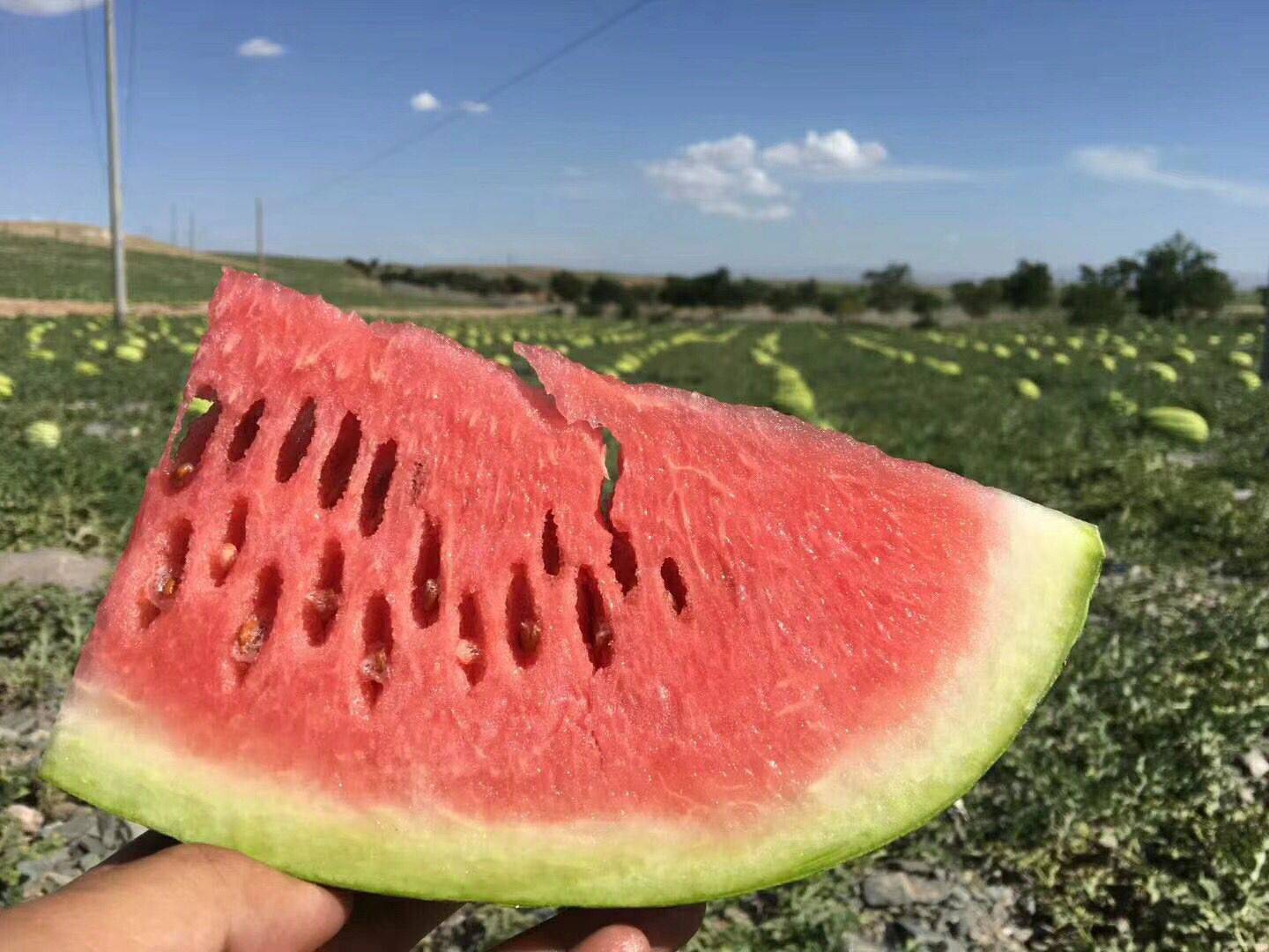禁种戈壁西瓜的原因,戈壁西瓜为什么禁种