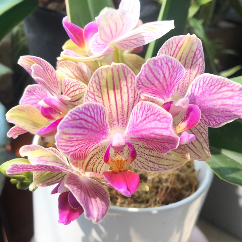 蝴蝶兰叶子发软怎么解决,蝴蝶兰底下叶片发软怎么处理