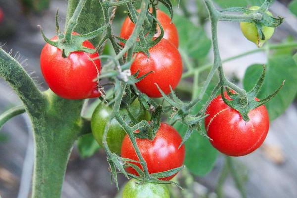 西红柿晴天打蔫阴天正常啥原因,移栽的西红柿苗都打蔫了还能活吗
