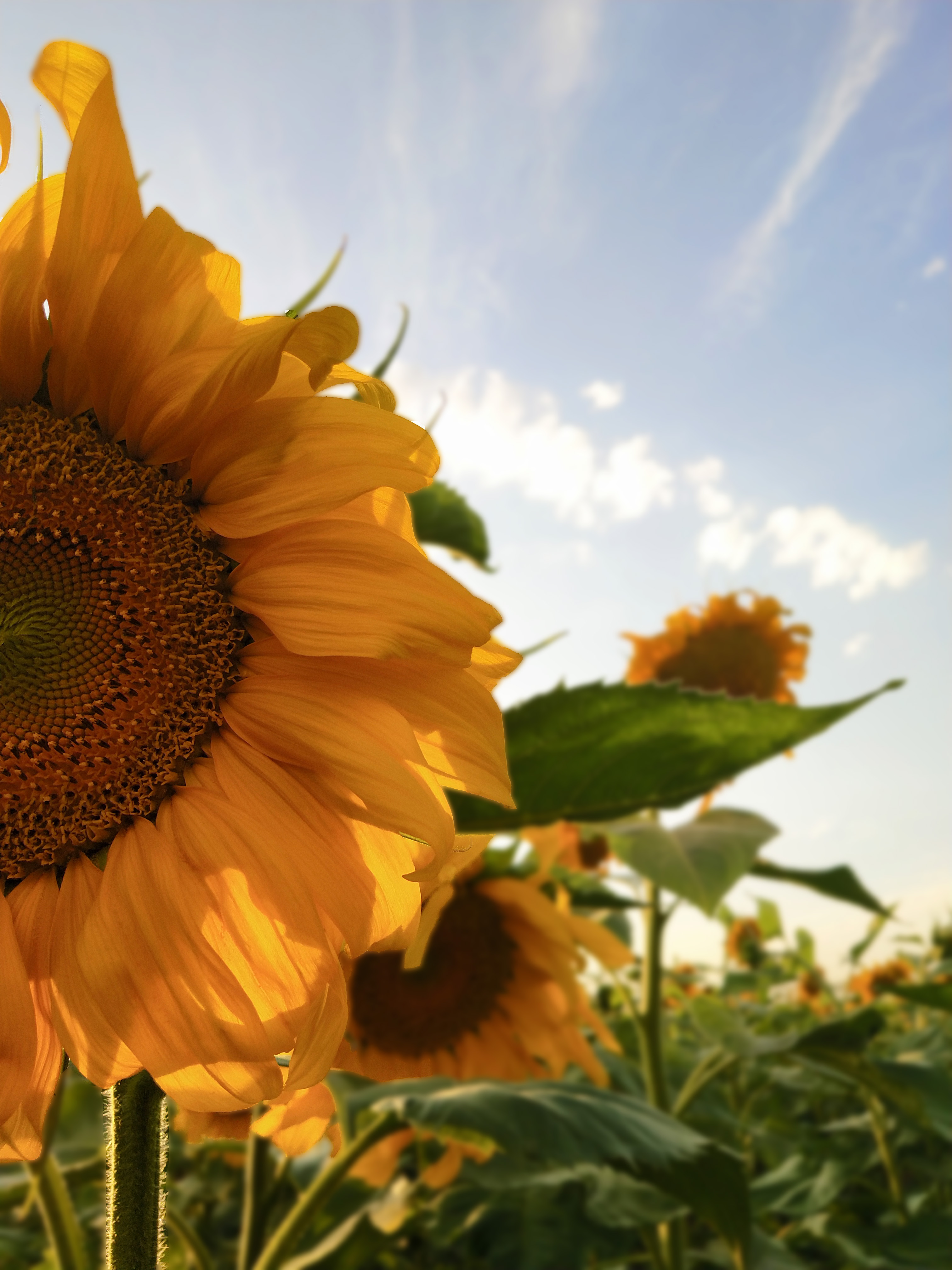 拍花海摄影技巧,如何拍出好看的花海视频