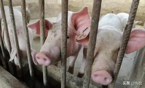 防非瘟最佳消毒方案,非瘟预防最佳方案