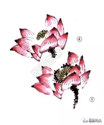 荷花的画法和步骤图解,最简单的荷花画法一学就会