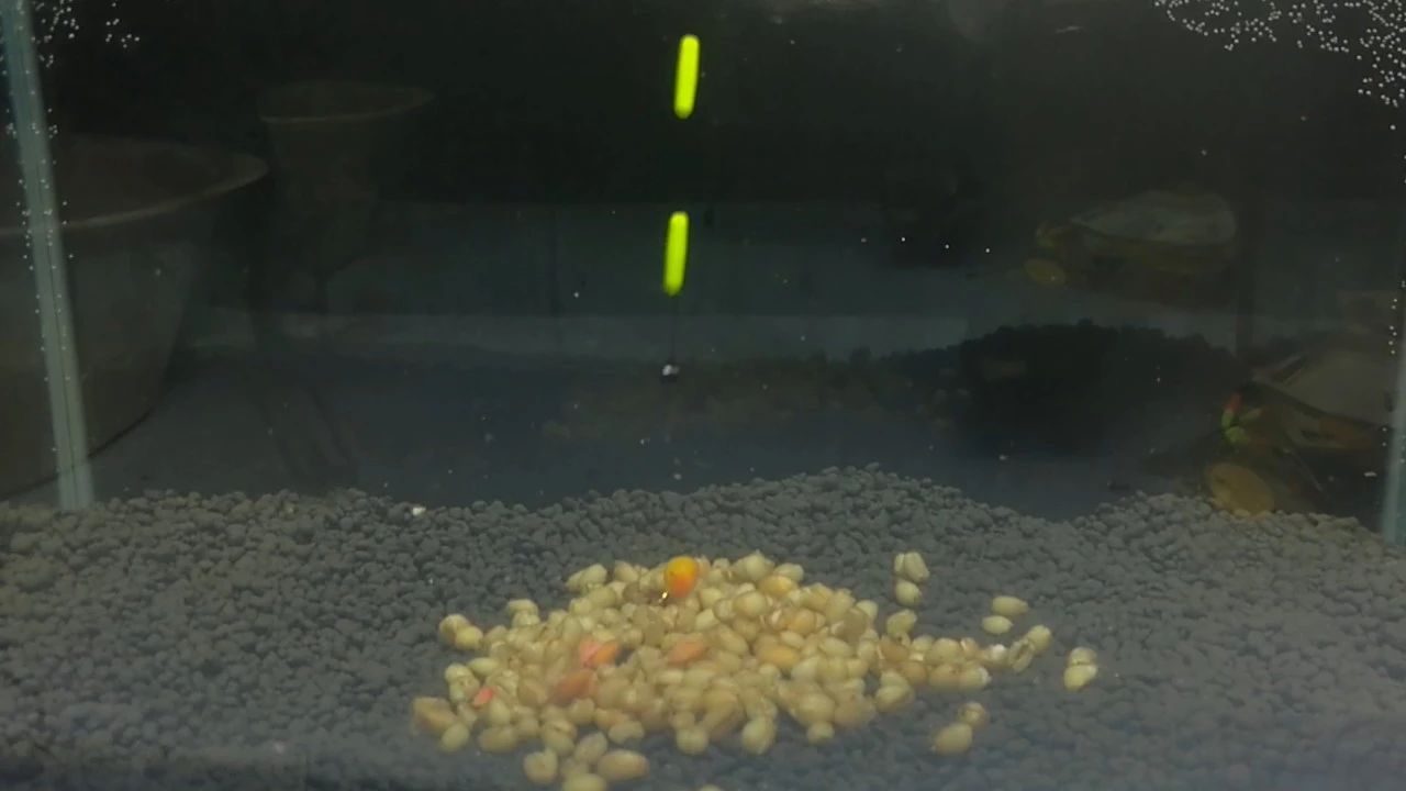 逗钓实操调漂技巧图解大全,钓鱼传统钓法是怎么调漂的