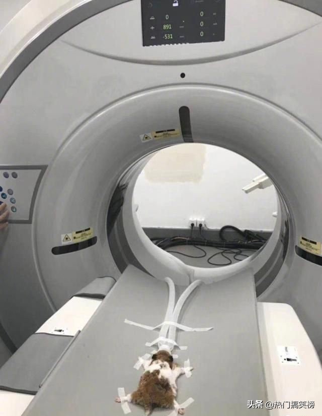 仓鼠和猫打架花了2000,和猫打架住院的仓鼠