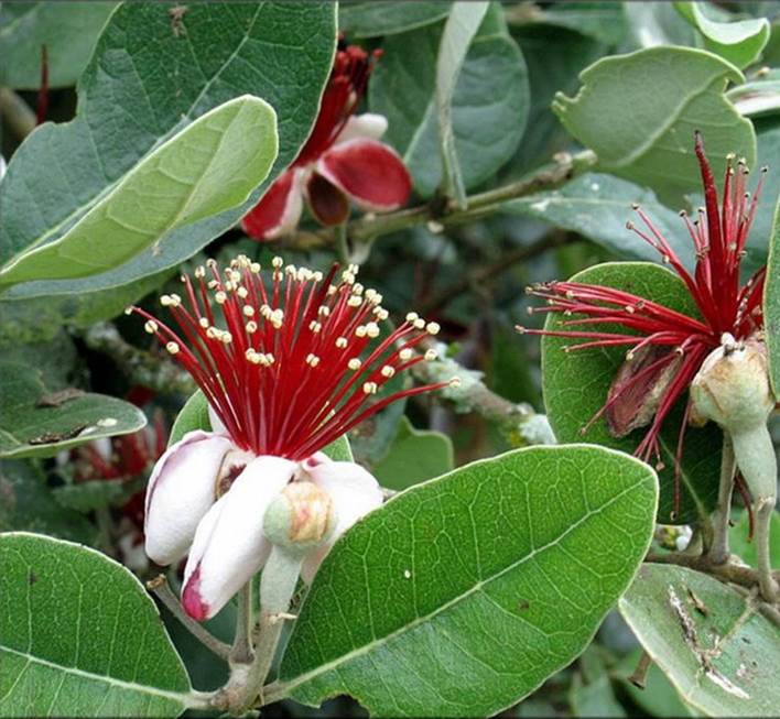 百种味道的果子,百种果实图片