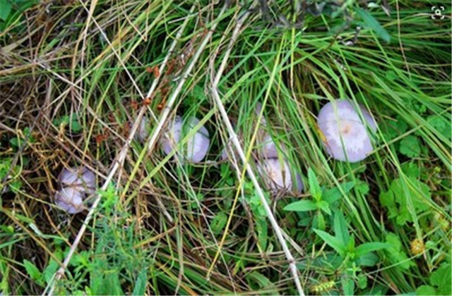 花脸香蘑的做法,野生花脸香蘑吃不完怎么保存