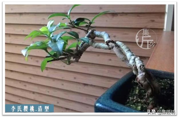 盆景李氏樱桃开花不结果,麻雀虽小五脏俱全小品