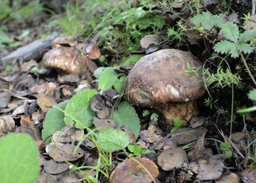 松茸是国家几级保护品种,松茸是二级珍稀菌吗