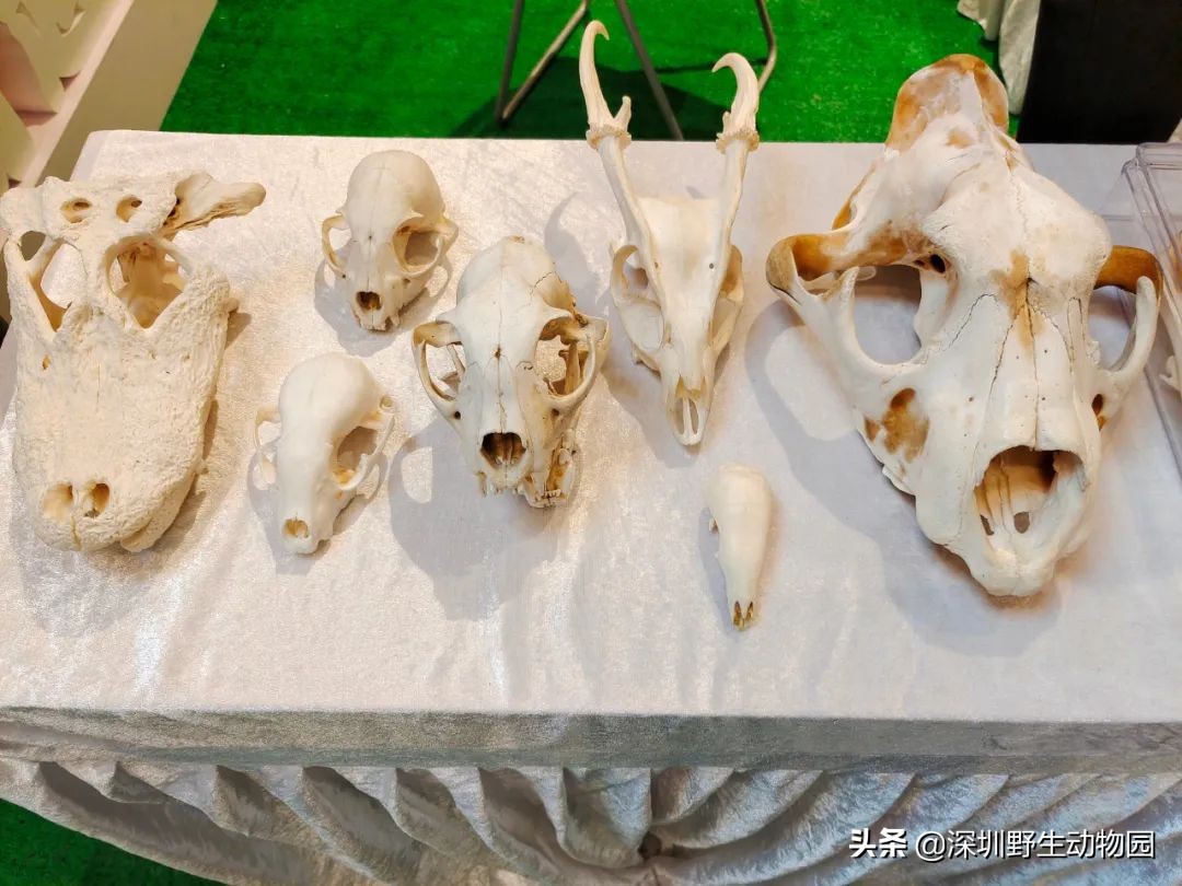 聆听奇趣虫语，发现自然之美