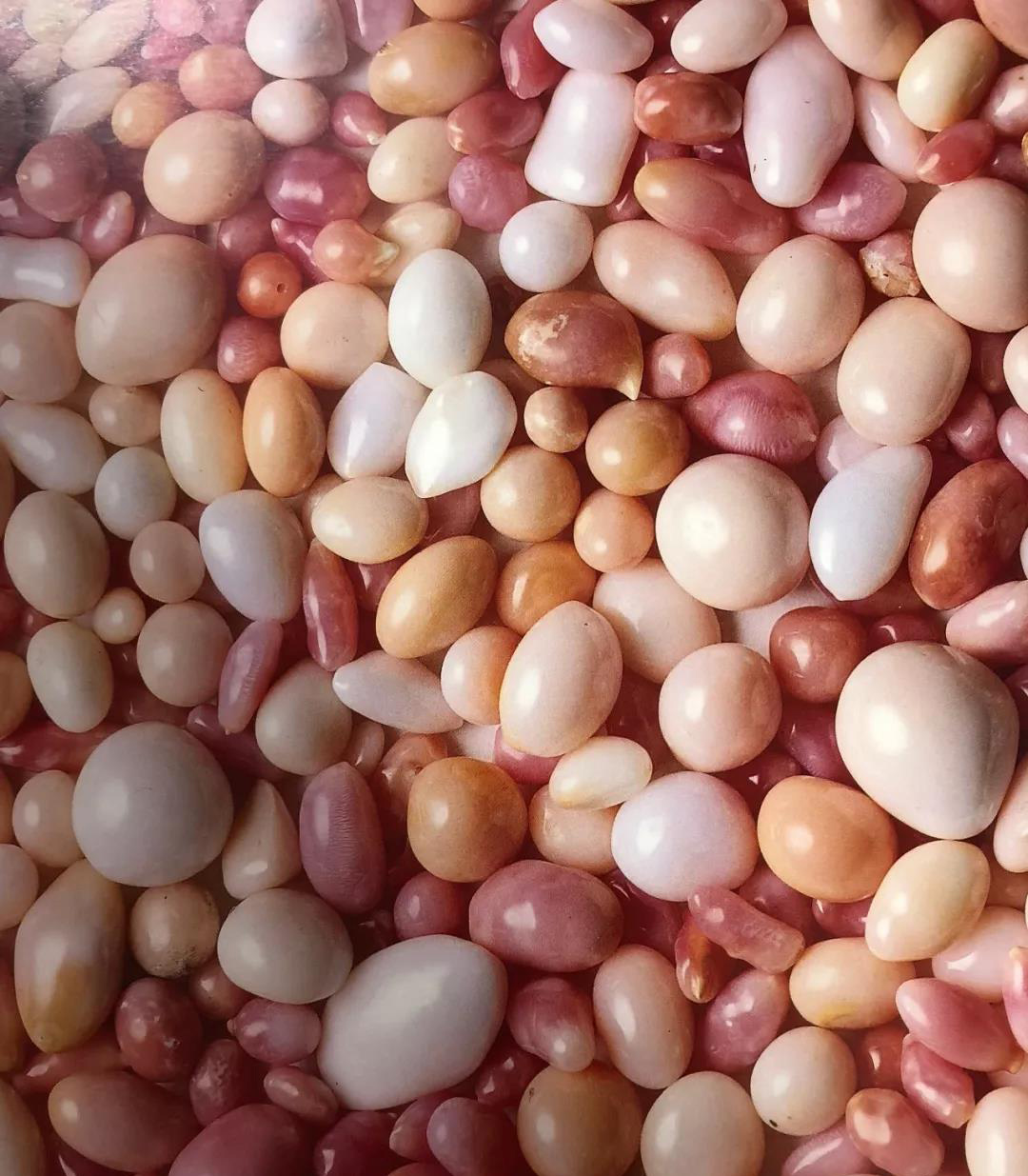 孔克珠是不是珍珠,孔克珠珍稀品种