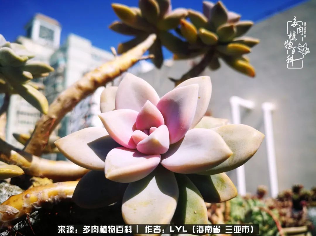 开挂区养多肉,非开挂区怎么把多肉养出状态