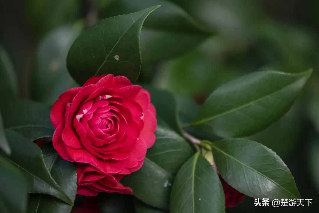 茶花盛开的地方有哪些,湖北有茶花吗