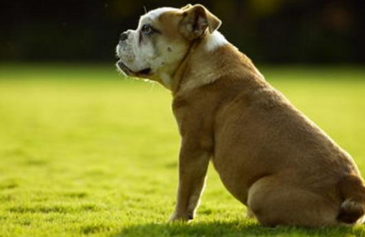 除犬瘟、细小以外，对狗来说第3大疾病—冠状病毒，一文为你解析