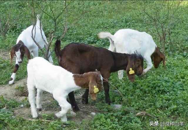 养病治疗与快速诊断大全，羊病用药顺口溜，方便对症下药