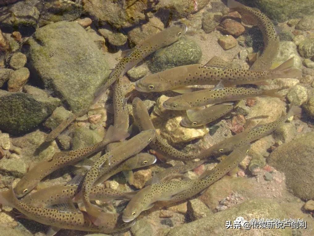 秦岭细鳞鲑科普,秦岭细鳞鲑百科介绍