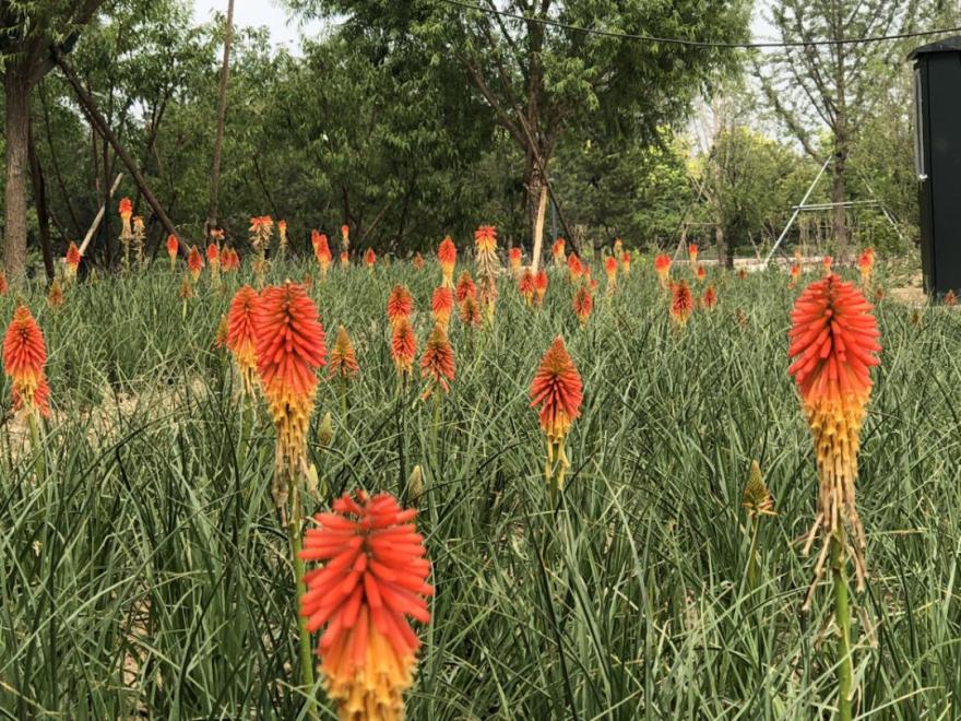 疫情过后园林企业生存现状如何?来看看这位项目经理的一天