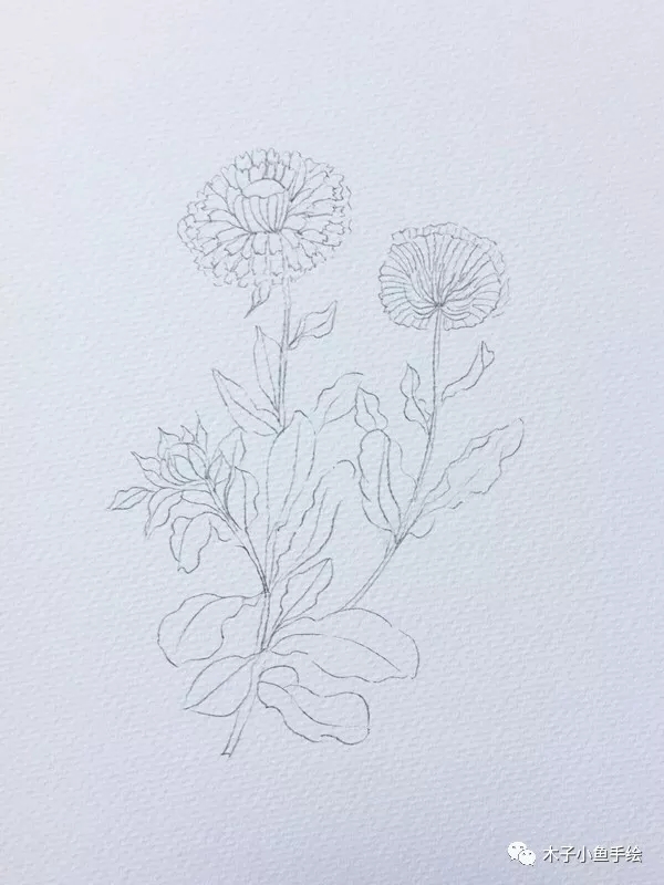 如何用水彩画落叶菊,水彩画初学者花教程步骤图片