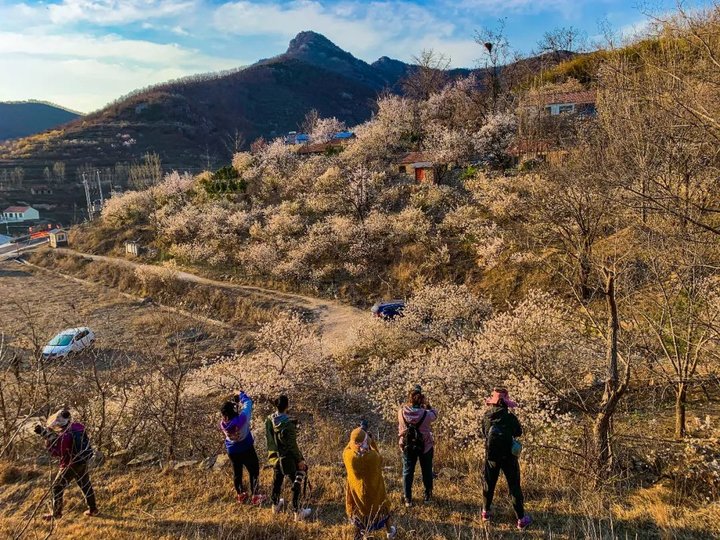 日照最美桃源,寻找最美春天日照惊艳全城