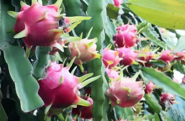 生态农业创业项目分析,休闲农业创业的案例与分析