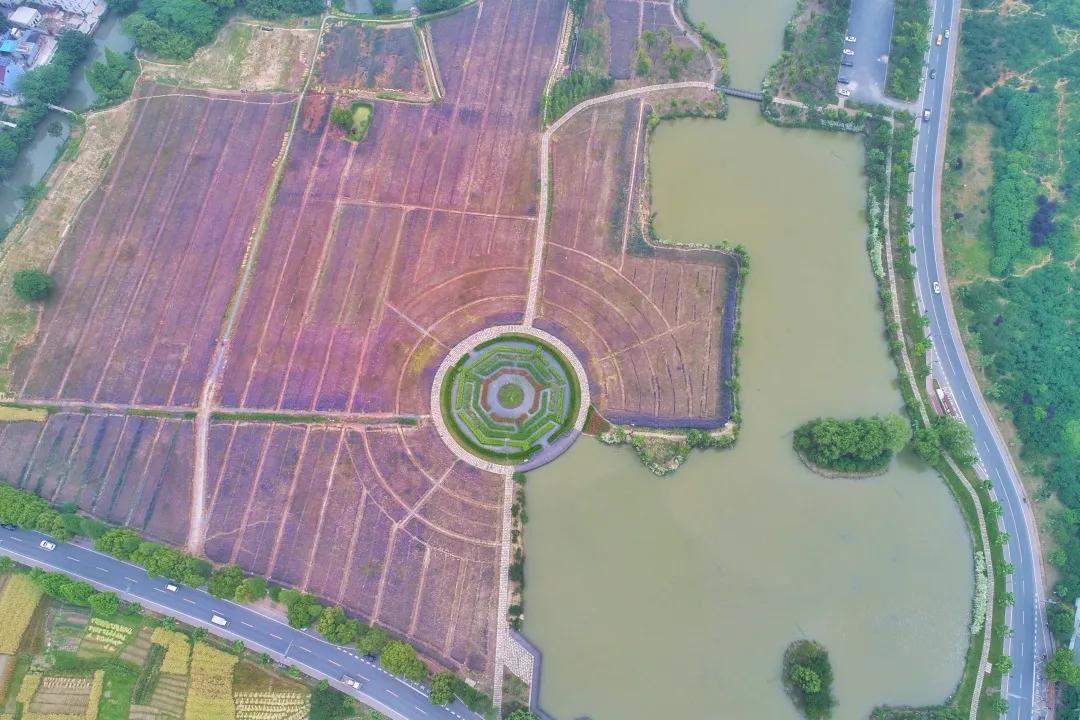 美美美！余杭七大花海组团来袭，遍地繁花好似人间仙境