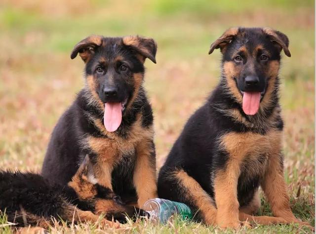 狗狗经常呕吐用什么药好得快,狗狗拉稀呕吐最有效的解决方法