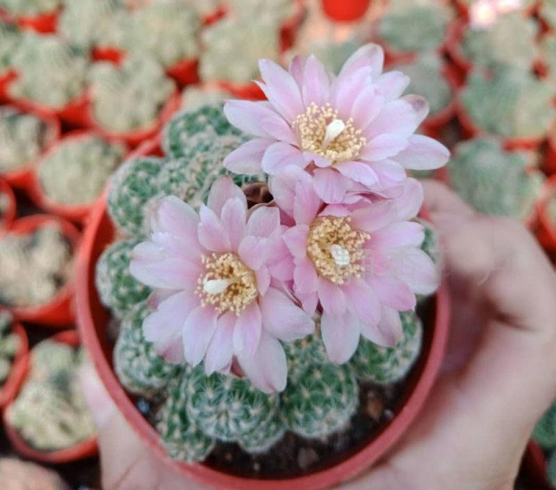 太极莲仙人球,狂莲仙人球