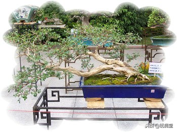 丛林式盆景欣赏,盆景欣赏及制作