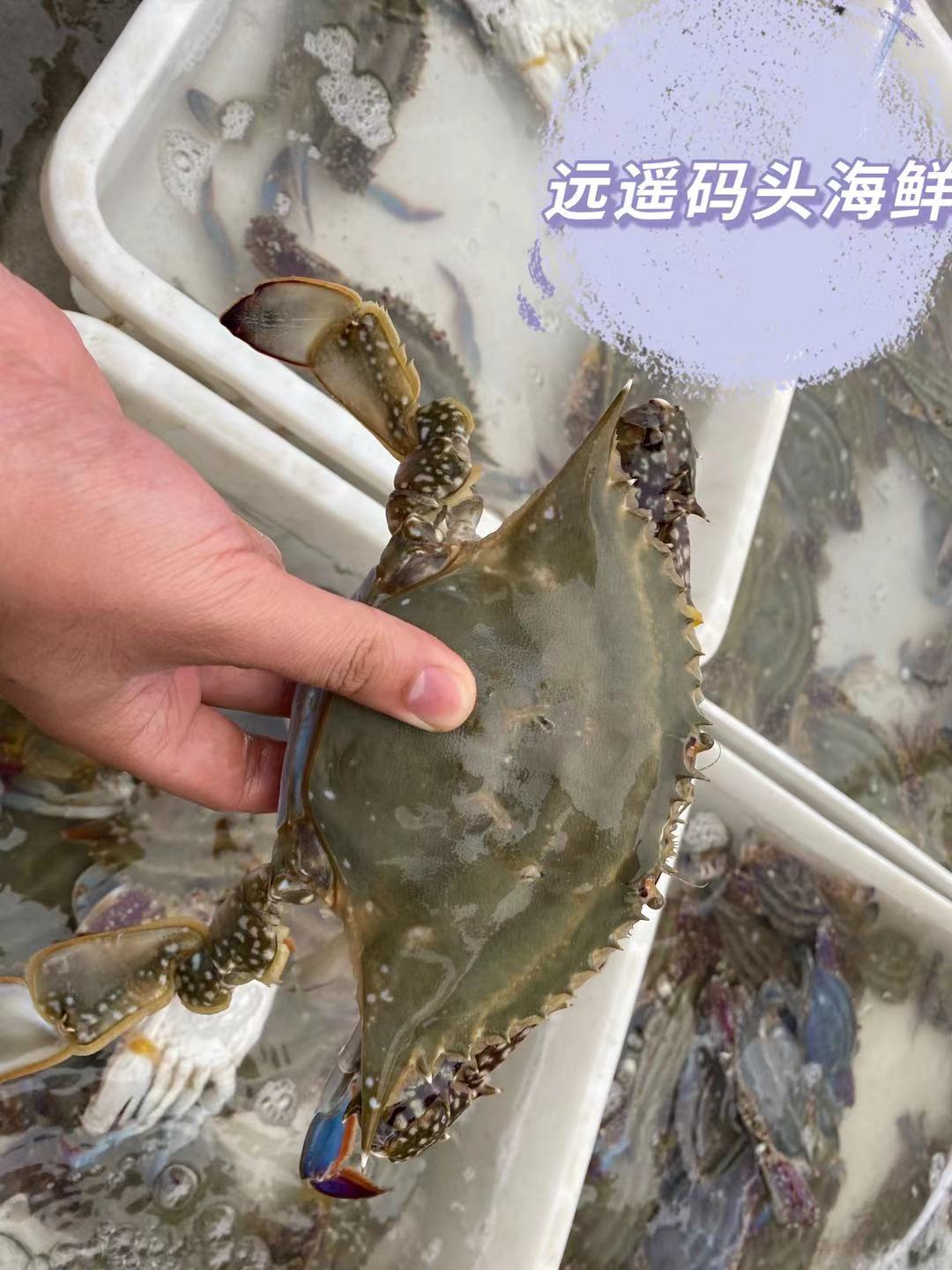 威海旅游的真实感受作文,威海旅游感悟心得小学生