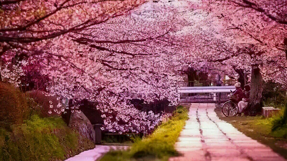 武大的樱花和东湖的樱花,重邮樱花和武大樱花