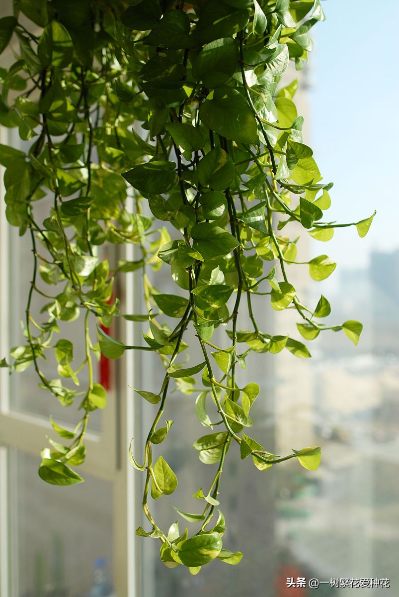 怎样才能把绿萝养得又绿又好,绿萝叶子绿怎么治