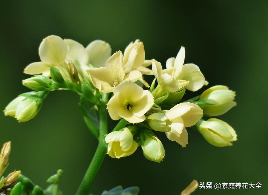 长寿花叶子发黄原因及处理方法,长寿花总黄叶怎么回事