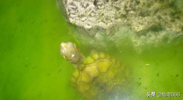 浑身腐皮疥疮的龟还有救吗,用碘伏治乌龟腐皮了有效果吗