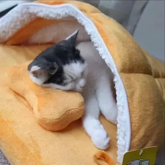 买的窝猫咪不睡怎么办,猫咪死后猫窝怎么办