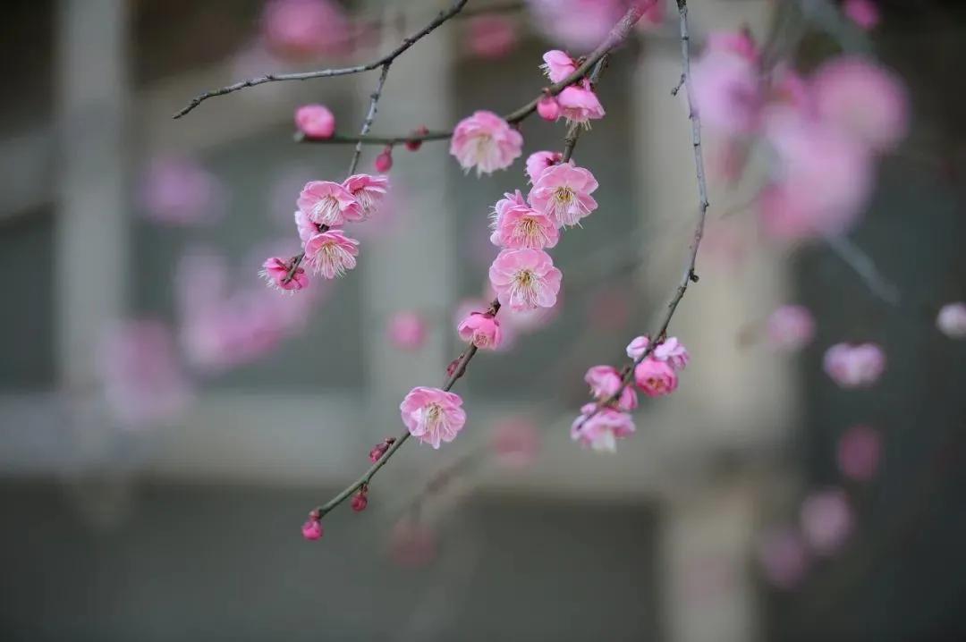 拍梅花技术的技巧和方法,拍梅花的最佳方法