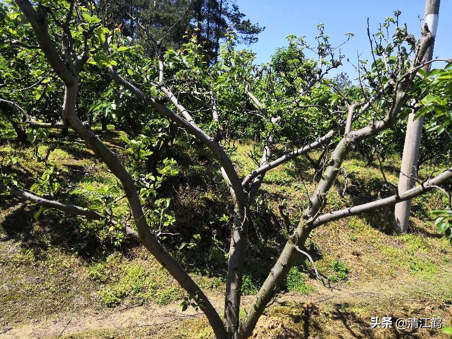 树干有轮纹病打什么药,轮纹病锈病