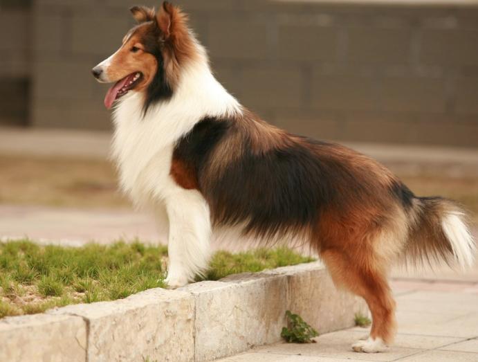 喜乐蒂犬寿命有多少年,喜乐蒂幼犬多大变形