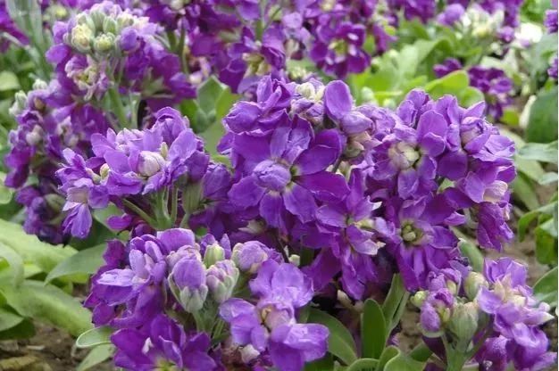 看到花的时候,不知是什么花?那就收下这份百花图谱