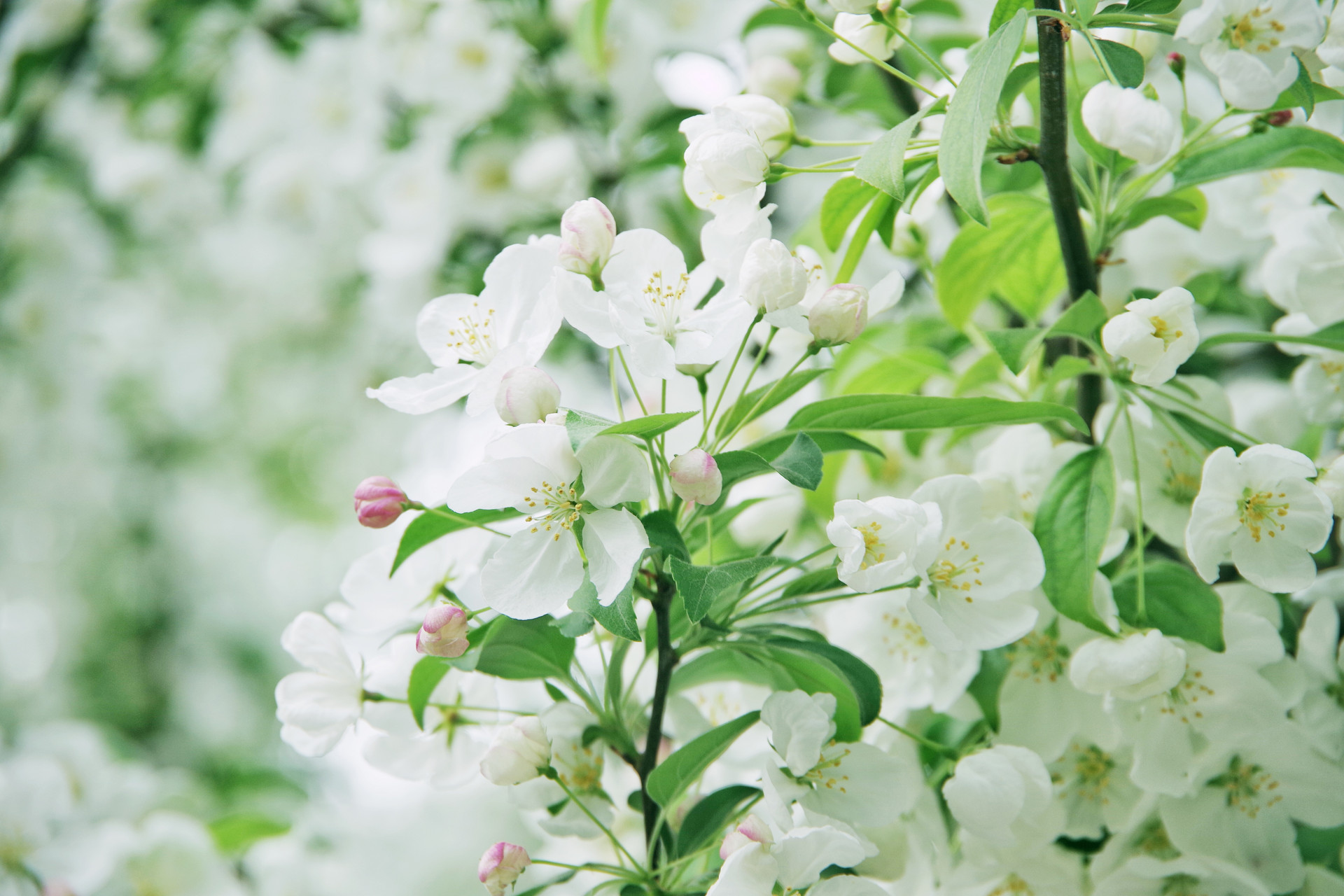 九首禅意诗让你内心安定舒适十足,静美诗全文