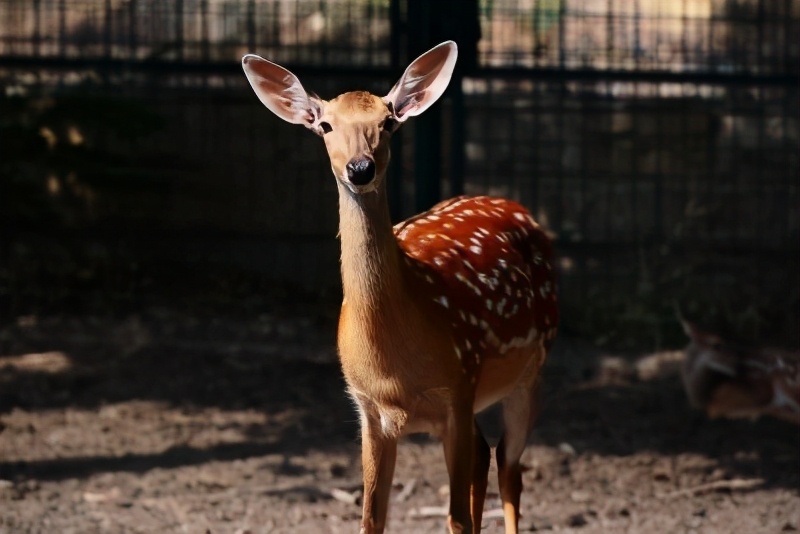 留济咋过年?走起!去九顶塔体验“欢乐中华年”