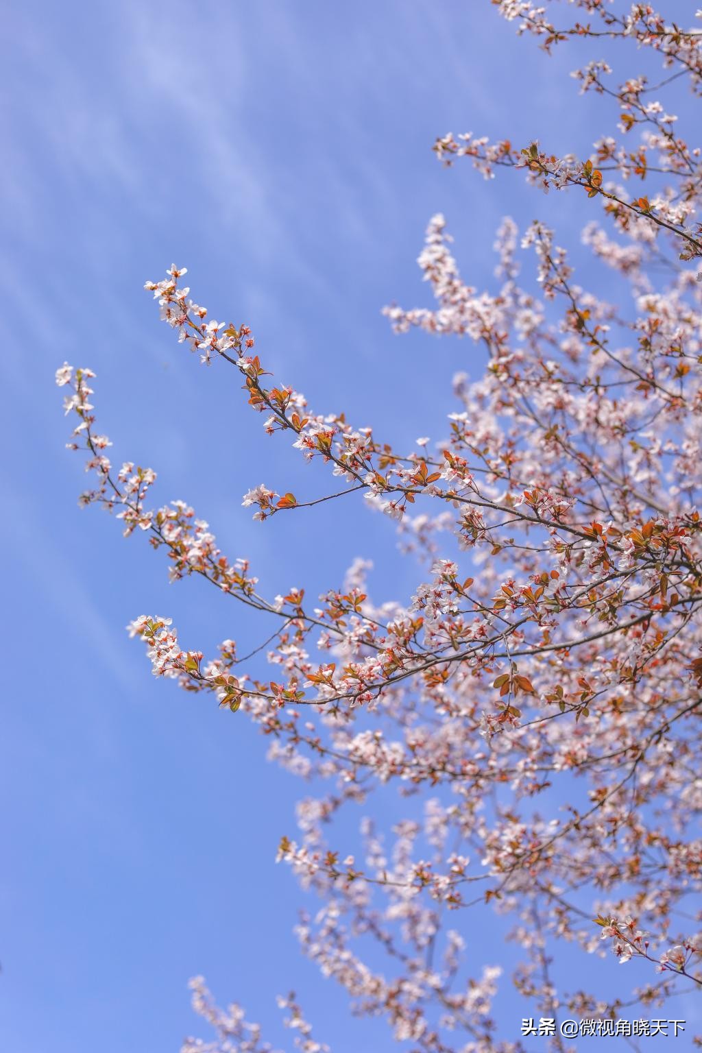 信阳师范学院：回眸但觉烟色浅，不知春意入师院