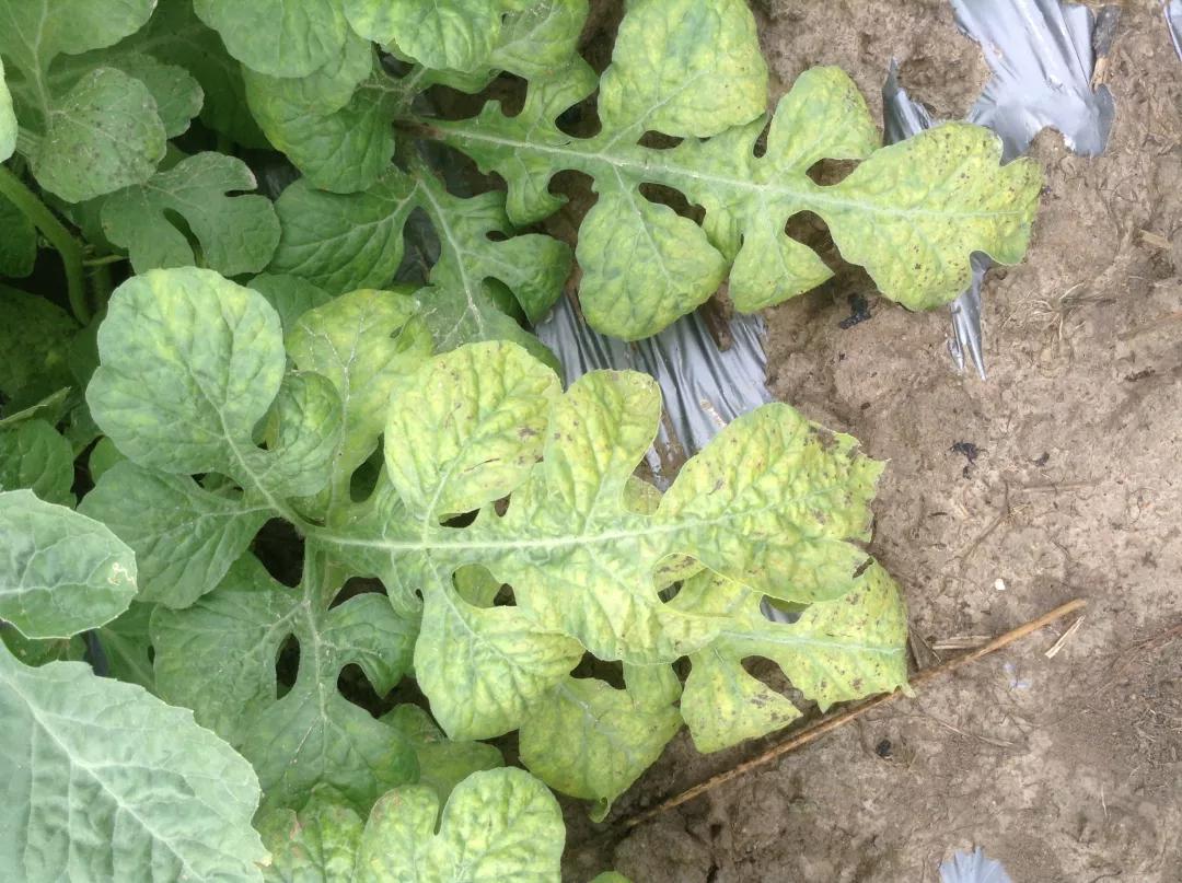 作物缺素口诀,作物营养缺素诊断与科学施肥