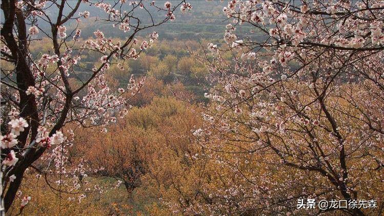 山东青岛哪里有花海的景点,青岛风景比较优美的山