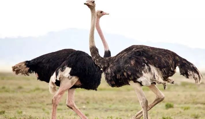 2019十大养殖品种图片,这两年最火的养殖品种