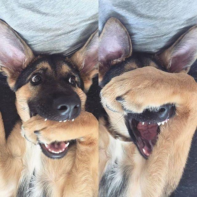 最聪明的狗狗排行榜小型犬,最适合新手养的狗狗十大排行榜